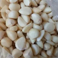 سیسیر پوست کنده شده سیرداغ تازه سیرپوست پاک کرده