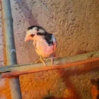 بوقلمون نر،خروس لهستانی،جوجه گلین،لاری|حیوانات مزرعه|ضیابر, |دیوار