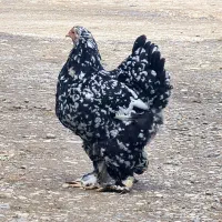 فروش جوجه برهمای بلک متلد|حیوانات مزرعه|سورک, |دیوار