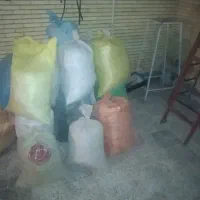کودکبوتری