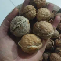 گردو سال تازه چیده شده