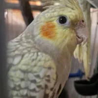 عروس هلندی|پرنده|گلپایگان, |دیوار