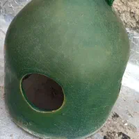 یک عدد ابخوری کبوتر