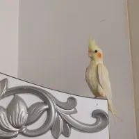 عروس هلندی نر