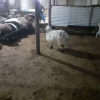 فروش بره نر و ماده|حیوانات مزرعه|اصفهان, تیران|دیوار