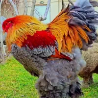 جوجه مرغ