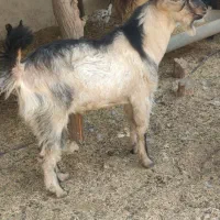 فروش قوچ ـ پازن ـ بز با کهره|حیوانات مزرعه|آبپخش, |دیوار