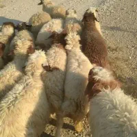 حیوانات مزرعه