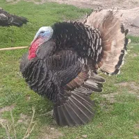 بوقلمون نر محلی