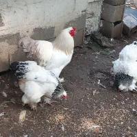 مرغ وخروس برهما