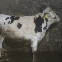 گوساله نر پاک سالم