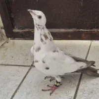 کبوتر گلی دم سرخ|پرنده|شیراز, شهرک پرواز|دیوار