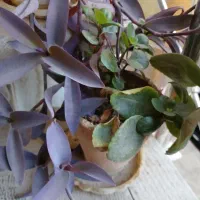 گل و گلدان|گل و گیاه طبیعی|اصفهان, بهارستان (مخابرات)|دیوار