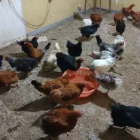 فروش ۸۰ عدد مرغ تخگذار