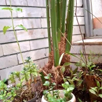 نخل فونیکس سه متری زیبا