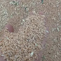 گندم آدورا پیشگام حیدری