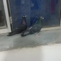 چهار عدد کبوتر معاوضه با کبوتر پرش سنگین