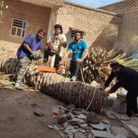 بریدن نخل قطع نخل هرس کردن نخل استاد نخل|خدمات باغبانی و درختکاری|اهواز, نادری|دیوار