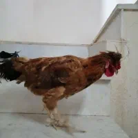 خروس جوانه قلدر|حیوانات مزرعه|کاشمر, |دیوار