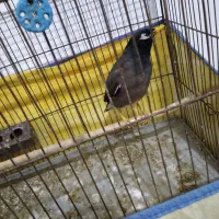 مرغ مینا سخنگو کلام دار