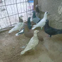 در روستای خزینه