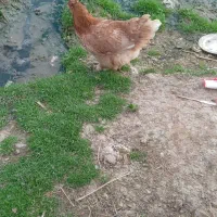 مرغ و خروس|حیوانات مزرعه|رشت, استادسرا|دیوار