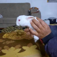 خرگوش فروشی