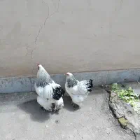 تخم مرغ برهما