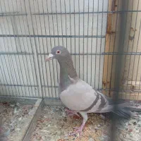 کاغذی ماده بچه هفرنگ خطی