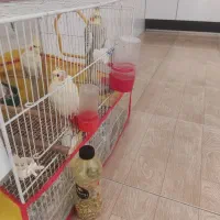 دو عدد عروس هلندی لوتینو پنج ماه