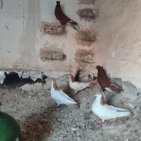 کبوتر|پرنده|بیرجند, |دیوار