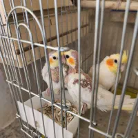 جوجه عروس هلندی