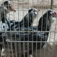 مرغ خروس قربانی کردن رایگان سربریدن خون ذبح ریختن|حیوانات مزرعه|قم, دروازه ری|دیوار