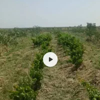 2ساعت آب و باغ پسته|فروش دفتر صنعتی، کشاورزی، تجاری|انابد, |دیوار