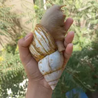 پنج عدد حلزون سوپر مولد