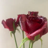 گل های انعطافی مخملی نشکن|صنایع دستی و سایر لوازم تزئینی|تهران, تهرانپارس غربی|دیوار