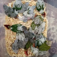 گرینچیک جوجه سرلاکی