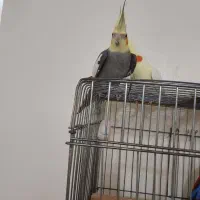 سه عدد عروس هلندی نر بالغ|پرنده|لنگرود, |دیوار