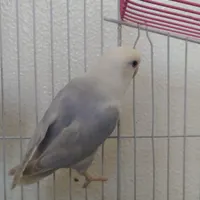 عروس کوتوله