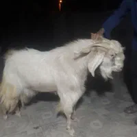 دوعدد نری بزرگ چاق|حیوانات مزرعه|بم, |دیوار