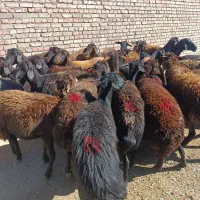 35راس گوسفند قزل افشار درجه یک همه آبستن|حیوانات مزرعه|لیلان, |دیوار