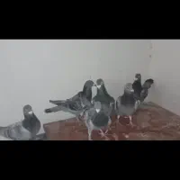 سبز پولکی|پرنده|خلیل آباد, |دیوار