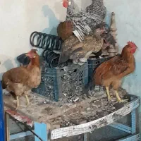 مرغ و خروس گلین|حیوانات مزرعه|شیراز, دینکان|دیوار