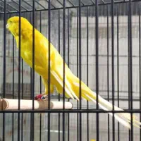 قناری کشیده بلند|پرنده|ری, اقدسیه|دیوار