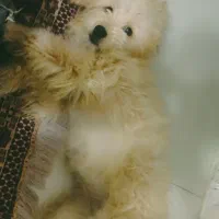 سگ پودل کراس|سگ|مشهد, کوی ولیعصر|دیوار