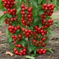 نـهال گـیــلاس تکدانه لوکس درشت و پرفروش