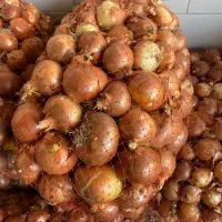 پیاز پاییزه|خوردنی و آشامیدنی|زنجان, |دیوار