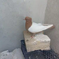 کبوتر سینه زرد دوکت پنبه