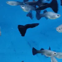 پک های اقتصادی ماهی گوپی زیر قیمت بازار