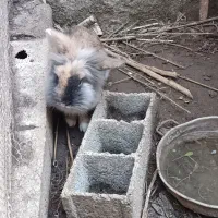 خرگوش|موش و خرگوش|رودسر, |دیوار